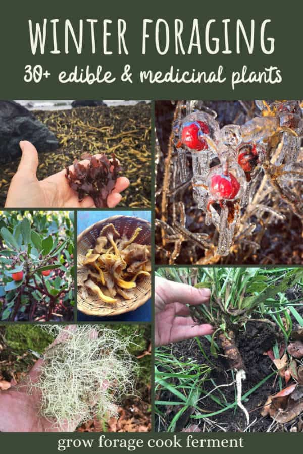 What to Forage in Winter 30+ Edible and Medicinal Plants and Fungi