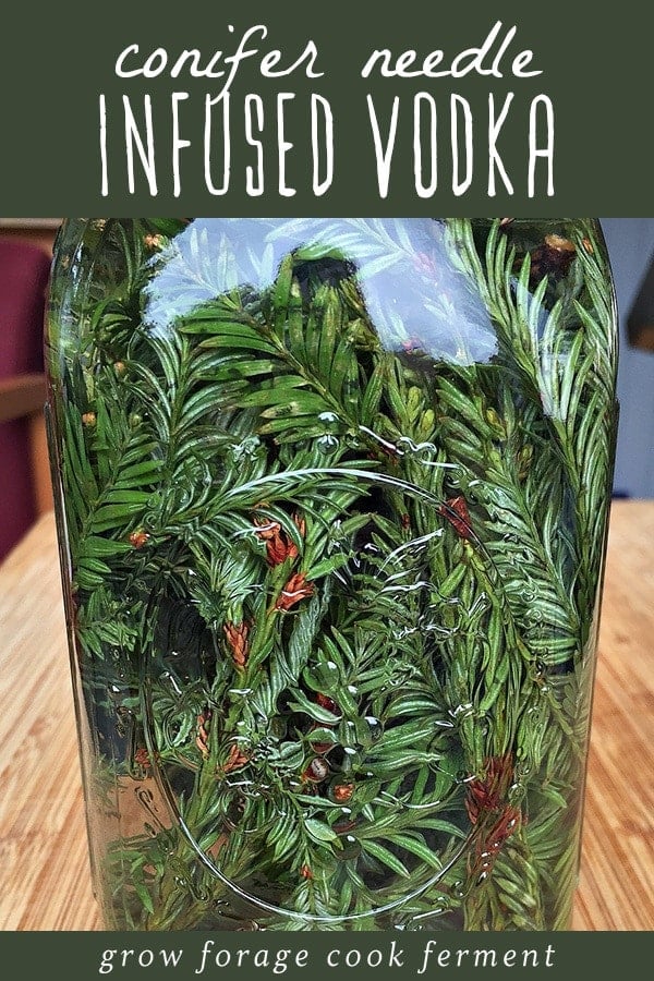 Conifer needles are plentiful in cool weather and you can make this refreshing conifer needle infused vodka recipe! You can use any edible conifer needles - there are many, such as pine, spruce, fir, redwood, or hemlock. This foraged winter vodka makes a lovely holiday cocktail! a mason jar filled with conifer needles and vodka