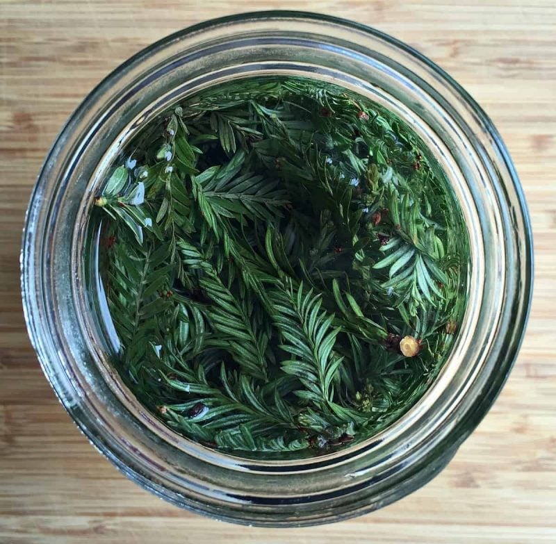 Conifer needles are plentiful in cool weather and you can make this refreshing conifer needle infused vodka recipe! You can use any edible conifer needles - there are many, such as pine, spruce, fir, redwood, or hemlock. This foraged winter vodka makes a lovely holiday cocktail! redwood needles in vodka