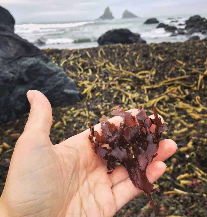 a hand holding edible seaweed in winter