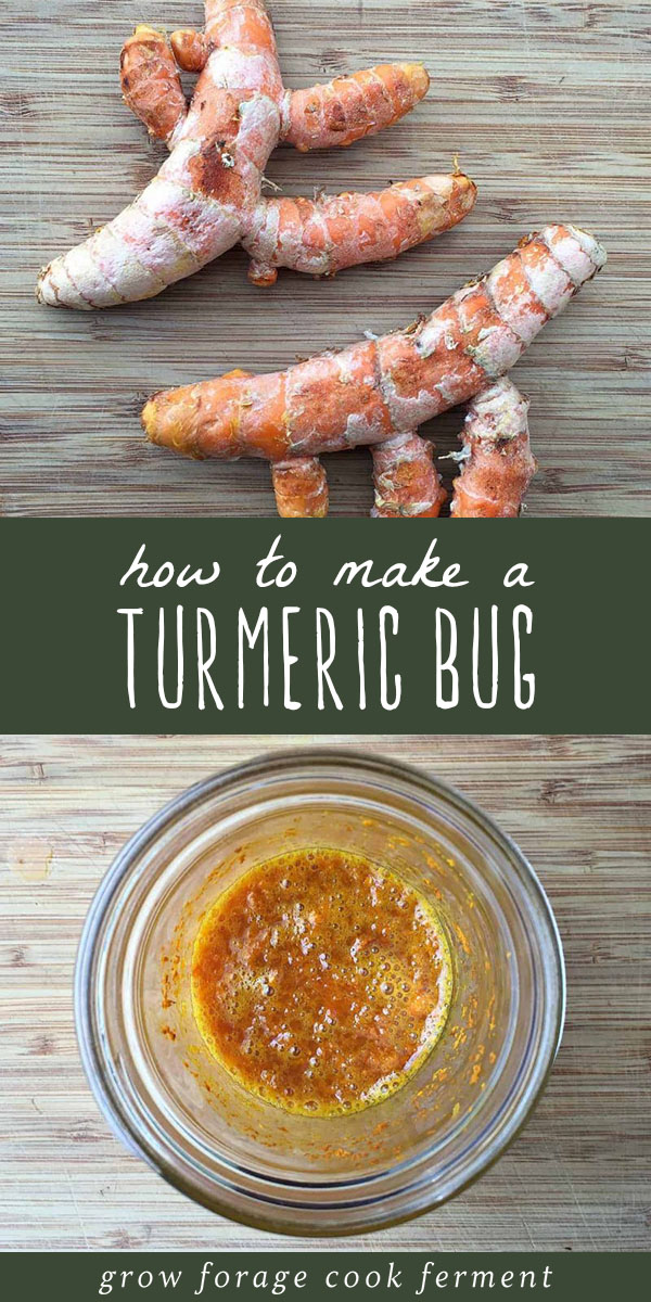 Learn how to make a fermented turmeric bug, similar to a ginger bug but made with turmeric root instead. Use it as a base for naturally fermented sodas. #turmeric #ferment