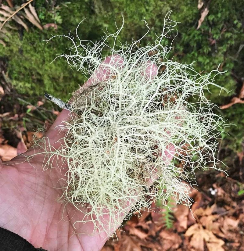 a hand holding usnea lichen