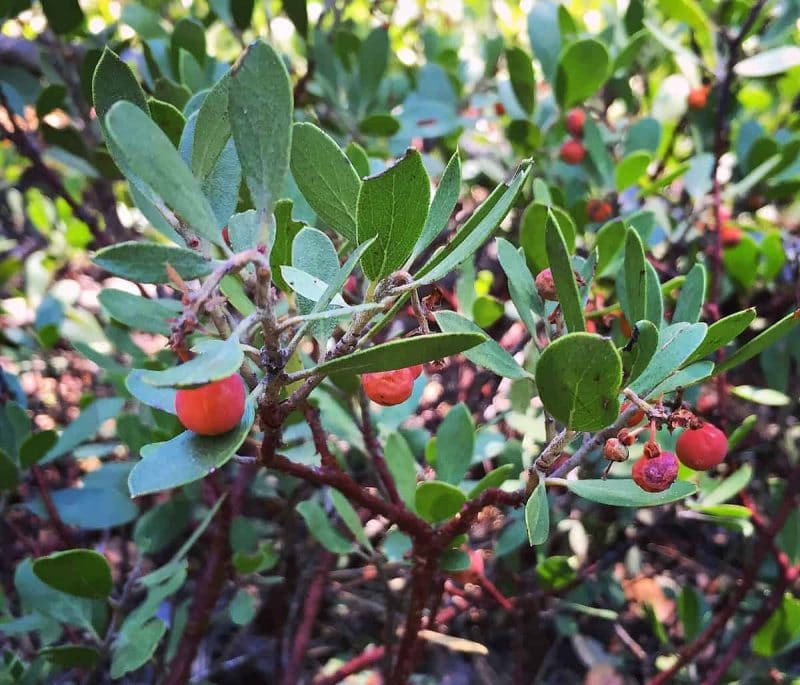 low growing shrub of uva ursi or kinnikinnick