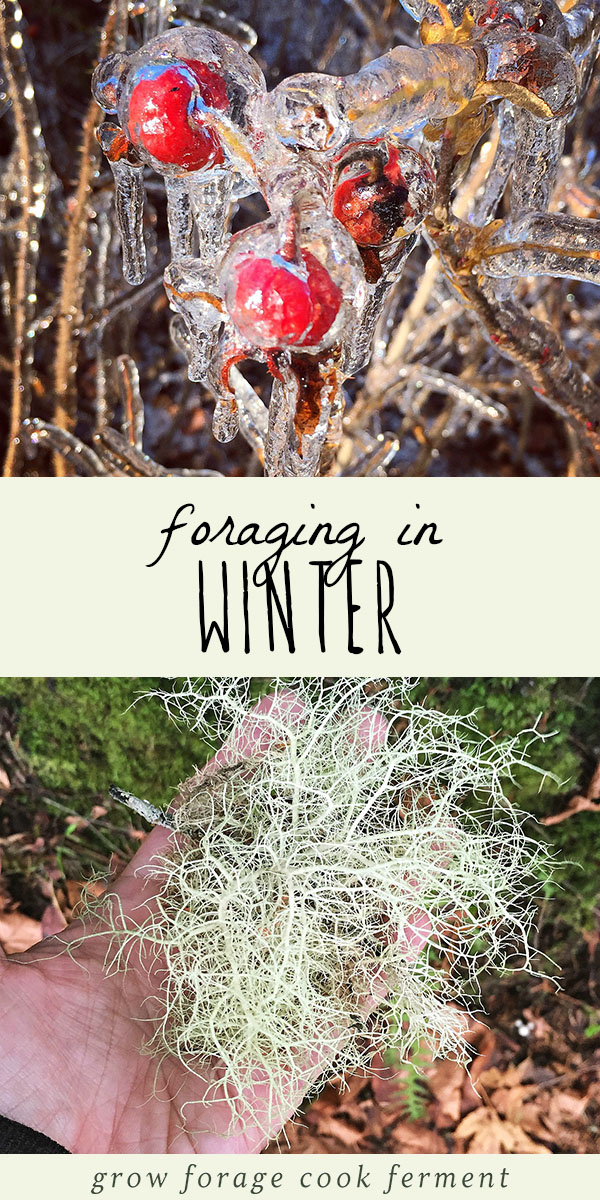 Although it might not seem like it, there are so many things to forage for in the winter! There are quite a few things you can go foraging for in cold weather, such as lichens, mushrooms, seaweed, roots, and so much more. Here are over 30 edible and medicinal plants you can forage for in the winter to use in for cooking, or in your herbalism and natural medicine practice. #forage #foraging #winter #herbalism #herbalmedicine #naturalmedicine