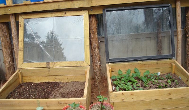 wooden-cold-frames