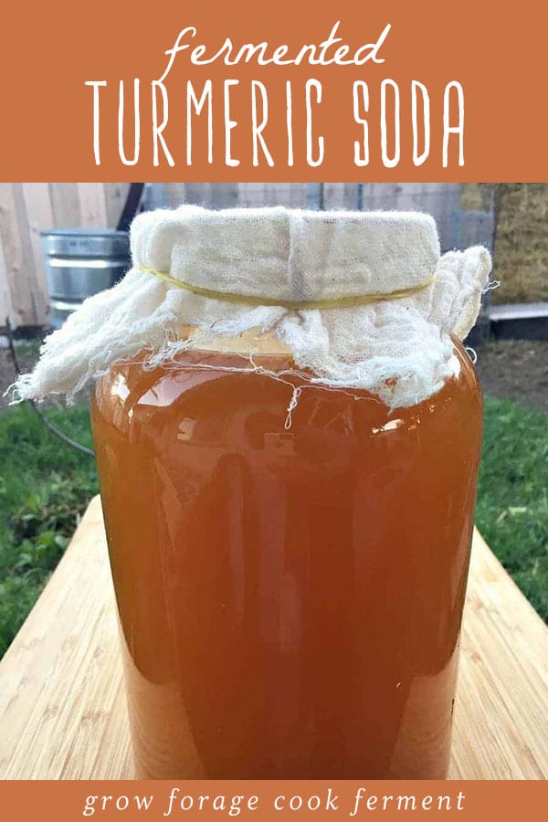 A one gallon jar of fermented turmeric soda covered with a cheesecloth