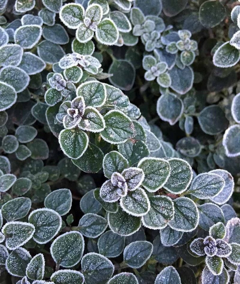 frosted oregano plant