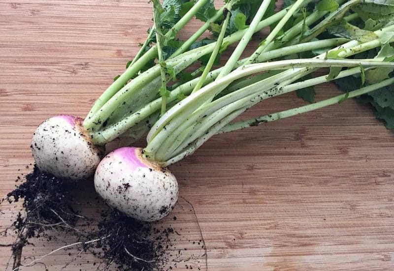 freshly picked turnips and their greens on a cutting board