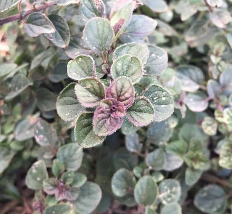 greek oregano