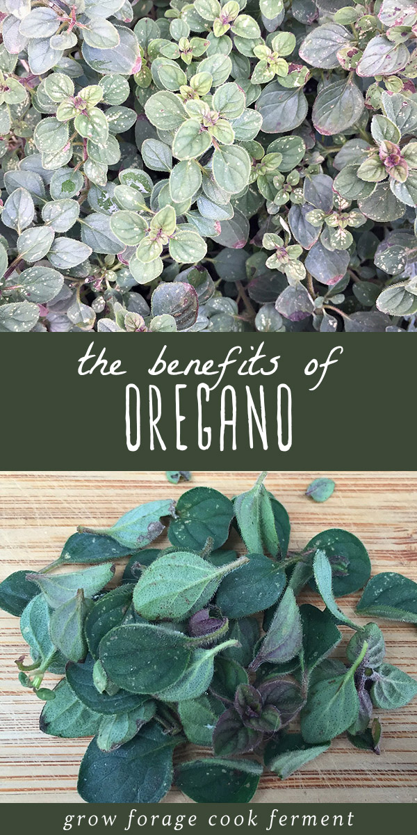 Oregano is a wonderful herb that belongs in everyone's backyard. Oregano has many benefits, both culinary and medicinal, and is an easy herb to grow. Not only does it add great flavor to your favorite recipes, it's also a powerful medicinal herb with wonderful healing properties. Click though to learn how to incorporate this herb in both the kitchen and your herbal medicine practice! #oregano #herbs #recipes #herbalism #herbalmedicine