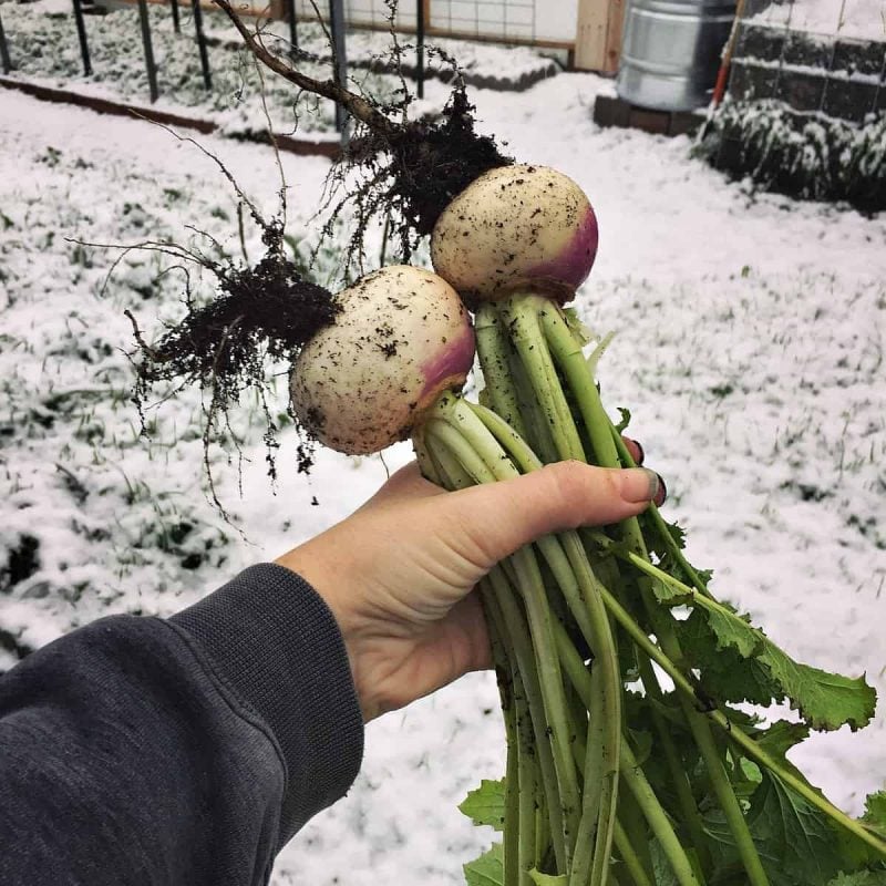 a hand holding turnips that have just been picked from a winter garden with snow in the background