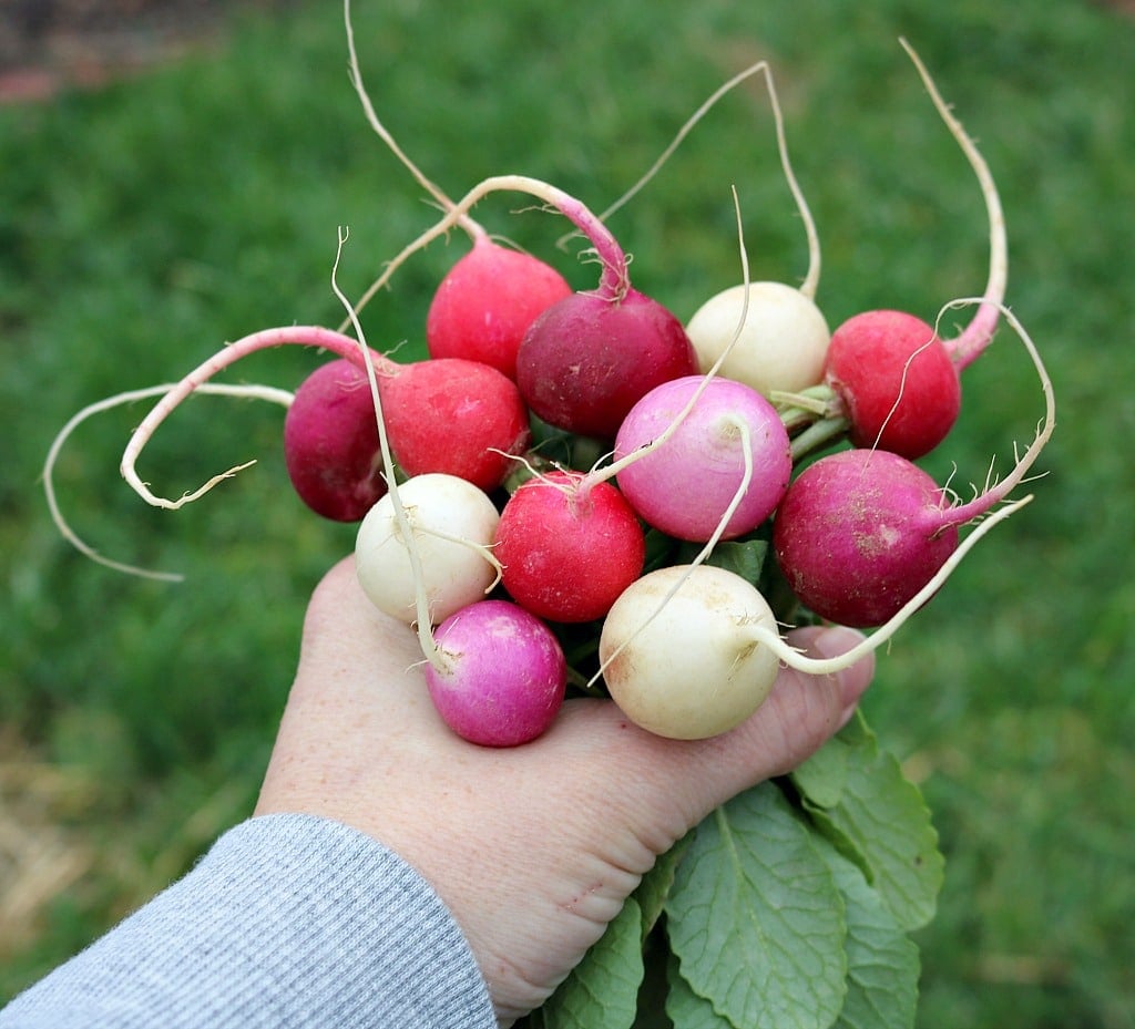 a hand holding a bunch of radishes