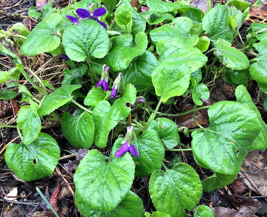 a cluster of wild violet leaves and flowers