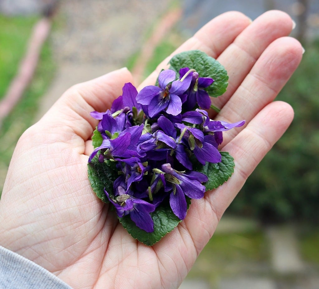 a hand holding wild violet flowers and leaves