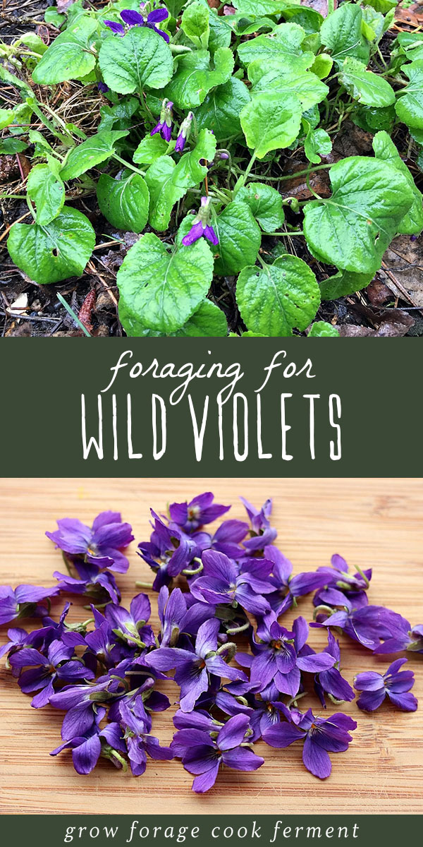 Wild violets are both edible and medicinal and come up in the late winter or early spring. Foraging for wild violets is easy as they grow almost everywhere! Wild violets are an edible and medicinal flower, and easy to spot! Learn how to identify and forage for wild violets, and the many ways to use them in the kitchen and in herbal medicine. #forage #wildcrafting