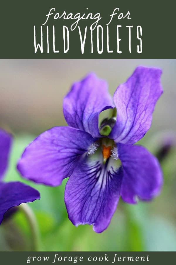 Wild violets are both edible and medicinal and come up in the late winter or early spring. Foraging for wild violets is easy as they grow almost everywhere! Wild violets are an edible and medicinal flower, and easy to spot! Learn how to identify and forage for wild violets, and the many ways to use them in the kitchen and in herbal medicine. An close up image of a wild violet flower.
