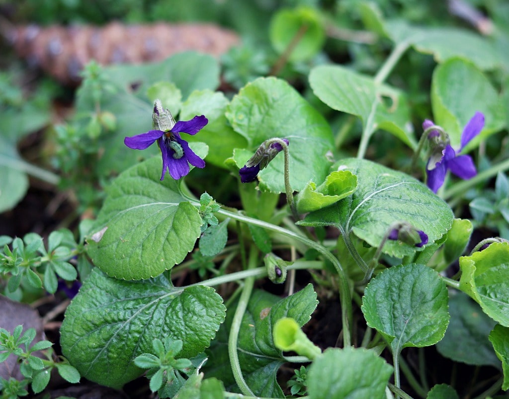 Wild violets are both edible and medicinal and come up in the late winter or early spring. Foraging for wild violets is easy as they grow almost everywhere! Wild violets are an edible and medicinal flower, and easy to spot! Learn how to identify and forage for wild violets, and the many ways to use them in the kitchen and in herbal medicine. two wild violet flowers, one with a green worm inside
