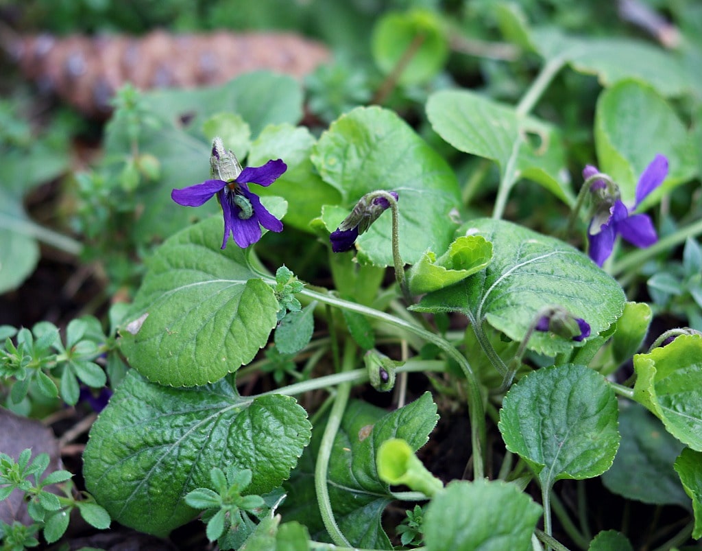 two wild violet flowers, one with a green worm inside