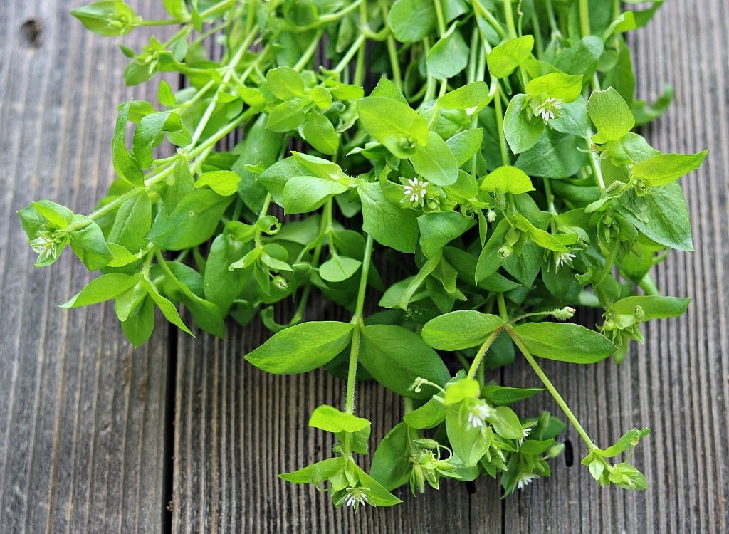 a bunch of chickweed on a wooden table