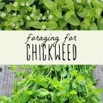 Flowering chickweed plant, and foraged chickweed on a wood background.