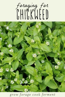 chickweed foraging growforagecookferment medicinal weeds backyard edible nutritious