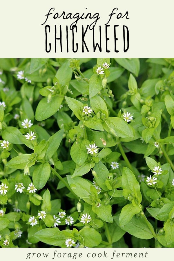 Foraging for chickweed is easy, and it may even be growing in your backyard! Learn everything you need to know about how to identify and forage for chickweed, and how to use it in recipes and for herbal remedies. Flowering chickweed plant.