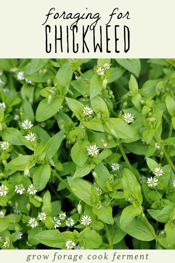 Flowering chickweed plant.