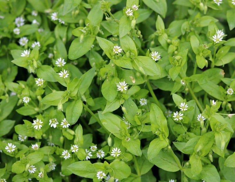 chickweed plant and flowers
