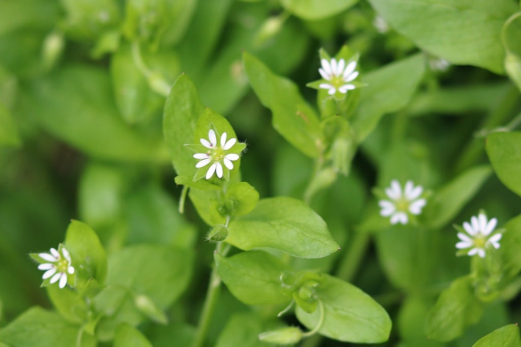 a close up of chickweed's small white flowers