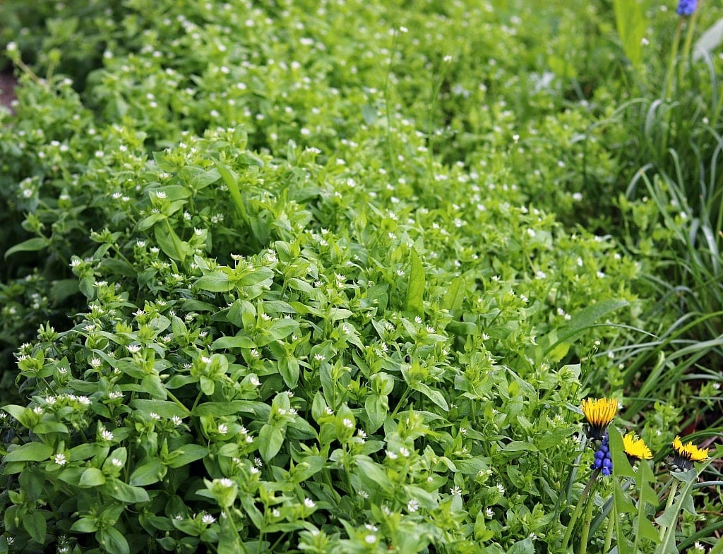 Foraging for chickweed is easy, and it may even be growing in your backyard! Learn everything you need to know about how to identify and forage for chickweed, and how to use it in recipes and for herbal remedies. a large patch of low growing chickweed