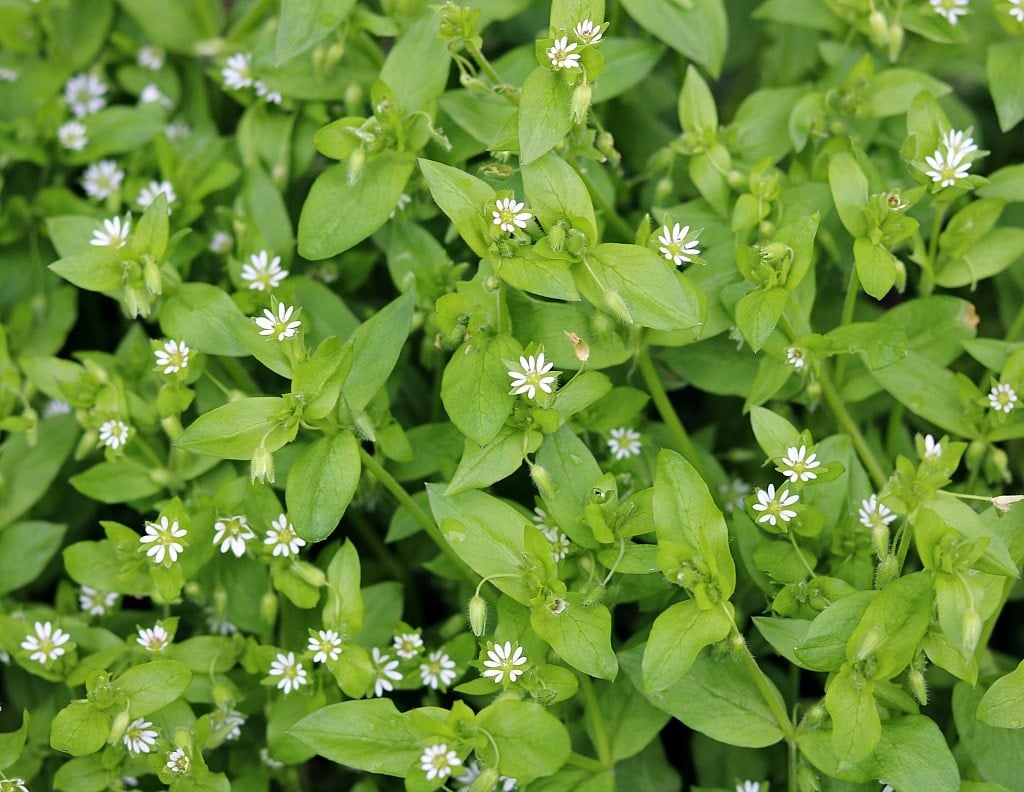 Foraging for chickweed is easy, and it may even be growing in your backyard! Learn everything you need to know about how to identify and forage for chickweed, and how to use it in recipes and for herbal remedies. chickweed plant with a lot of little white flowers