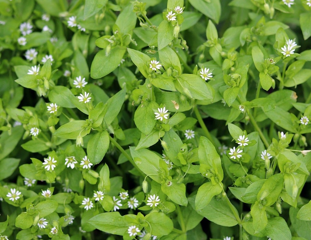 A patch of chickweed growing with tiny white blossoms.