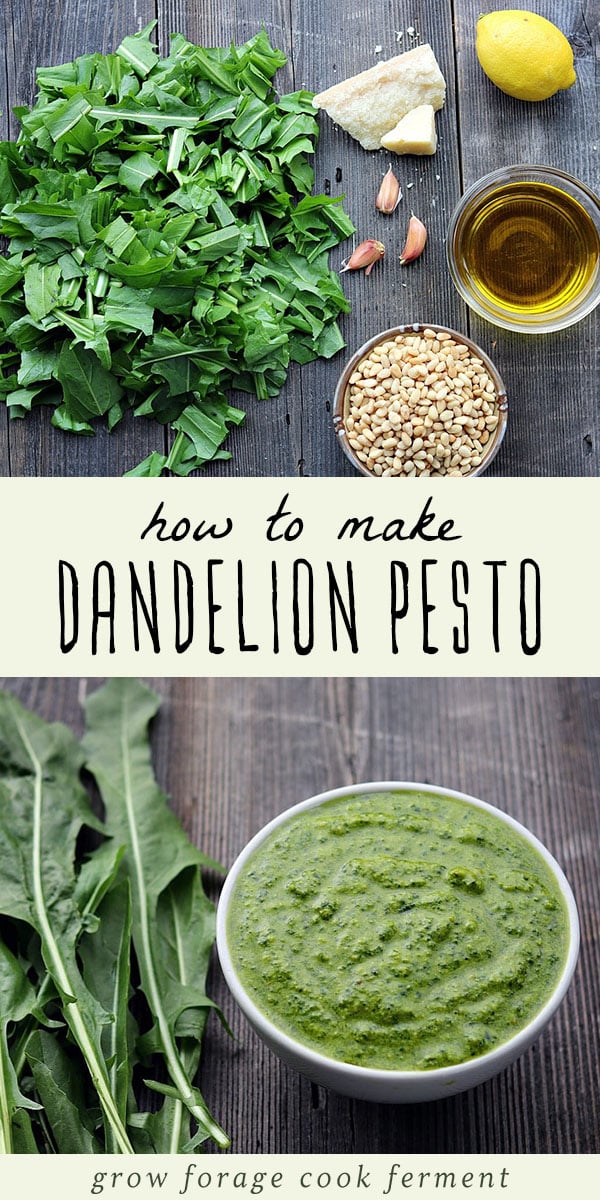 Spring is the perfect time to go foraging for dandelion greens, and this pesto is a delicious traditional way to use those dandelion greens! It's packed with healthy gut healing and anti-inflammatory ingredients, easy to make, and so delicious. Give this dandelion pesto recipe a try with your foraged dandelion greens! #forage #dandelion