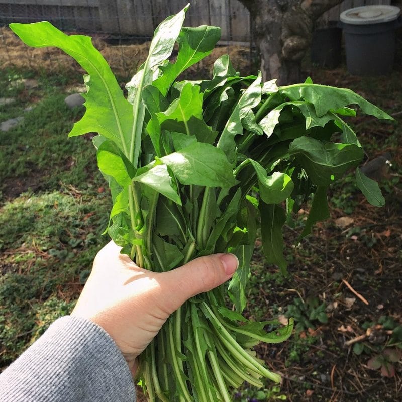 Spring is the perfect time to go foraging for dandelion greens, and this pesto is a delicious traditional way to use those dandelion greens! It's packed with healthy gut healing and anti-inflammatory ingredients, easy to make, and so delicious. Give this dandelion pesto recipe a try with your foraged dandelion greens! #forage #dandelion