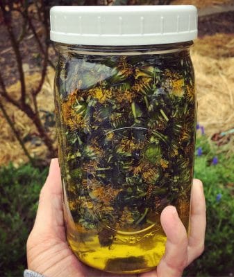 Making dandelion infused oil