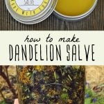 A tin of dandelion salve and a jar of dandelion infused oil.