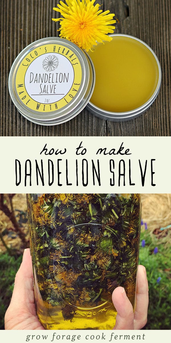 When dandelions are blooming make this healing dandelion salve recipe using foraged dandelions! This salve has many medicinal benefits and healing properties, and it good for all kinds of aches and pains. This is such an easy recipe for any beginner herbalist to make, and the perfect salve to have in your natural medicine cabinet. #herbalism #naturalremedy #herbalmedicine #dandelions #salve