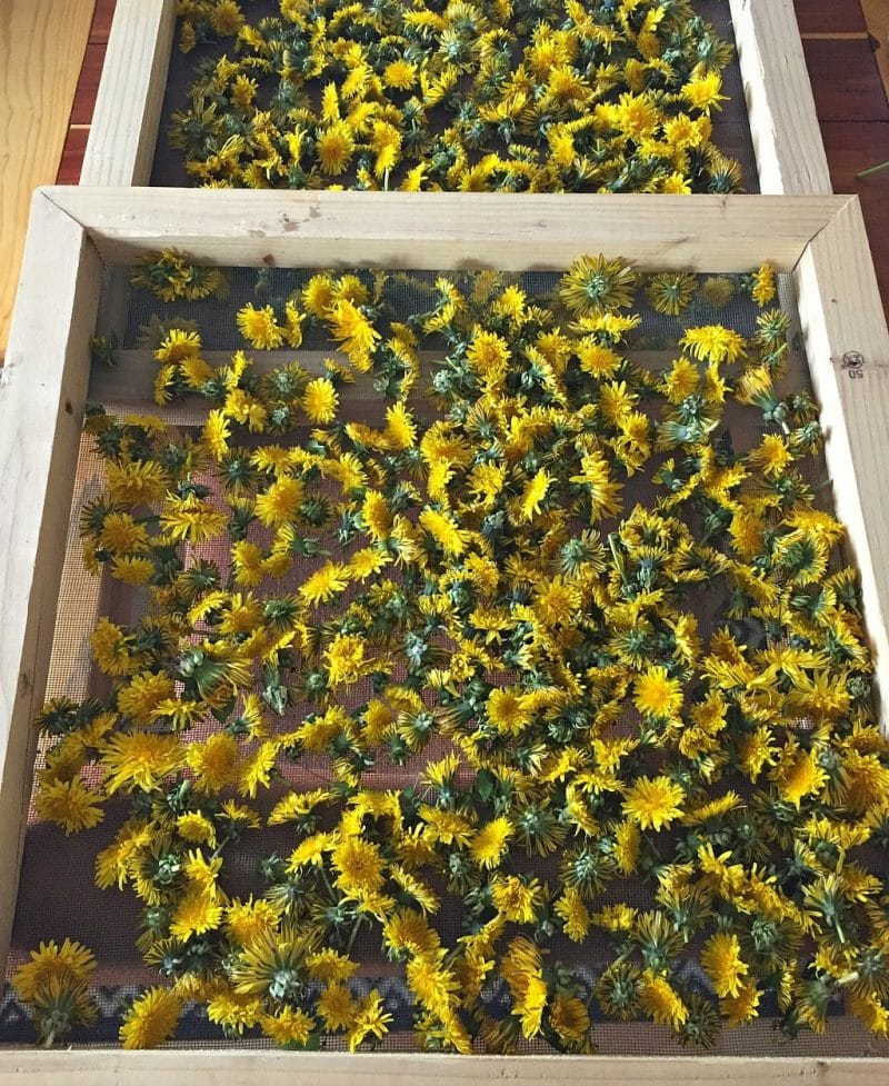 Dandelion blossoms on a drying screen