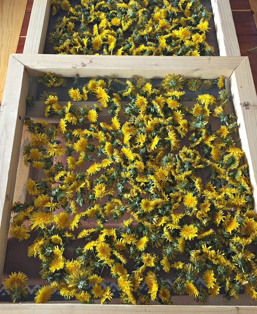 Dandelion is one of the most common wild plants to forage for. It's highly nutritious, and the entire plant is edible - flower, leaves, and root. Foraging for dandelion is easy, and it's probably growing in your backyard! Learn everything you need to know about how to identify and forage for dandelion, and the many ways dandelion can be used, from pesto to wine and more. foraged dandelions drying on a screen