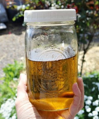 Golden yellow dandelion infused oil