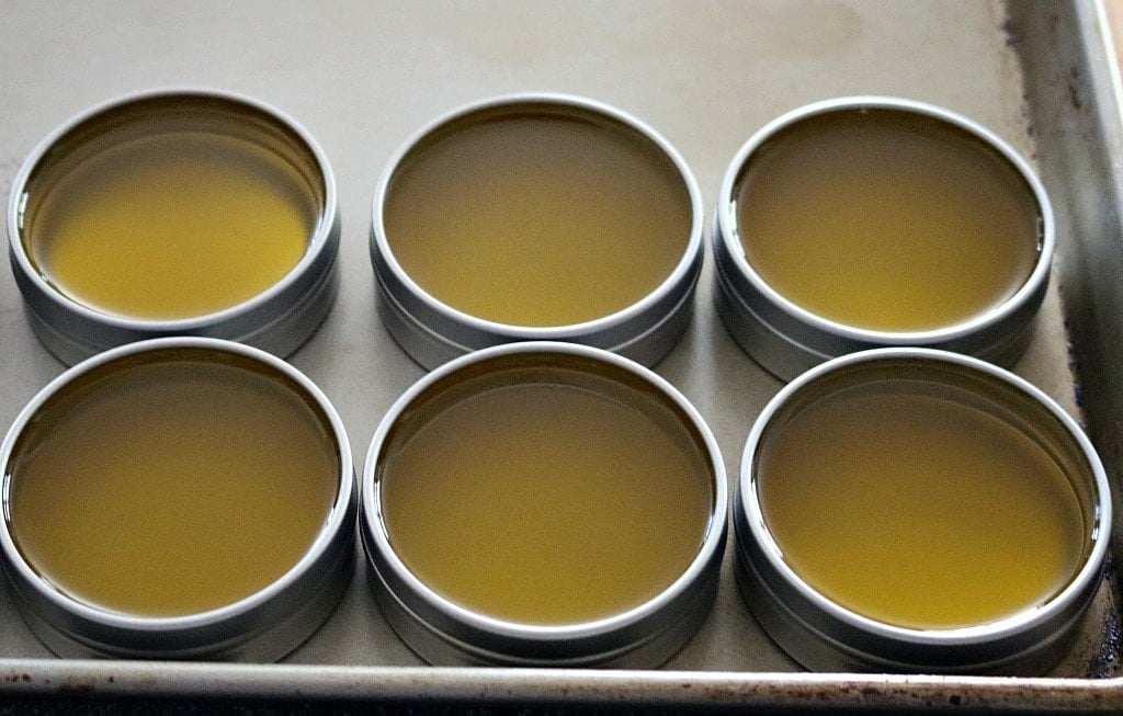 Dandelion salve poured into tins