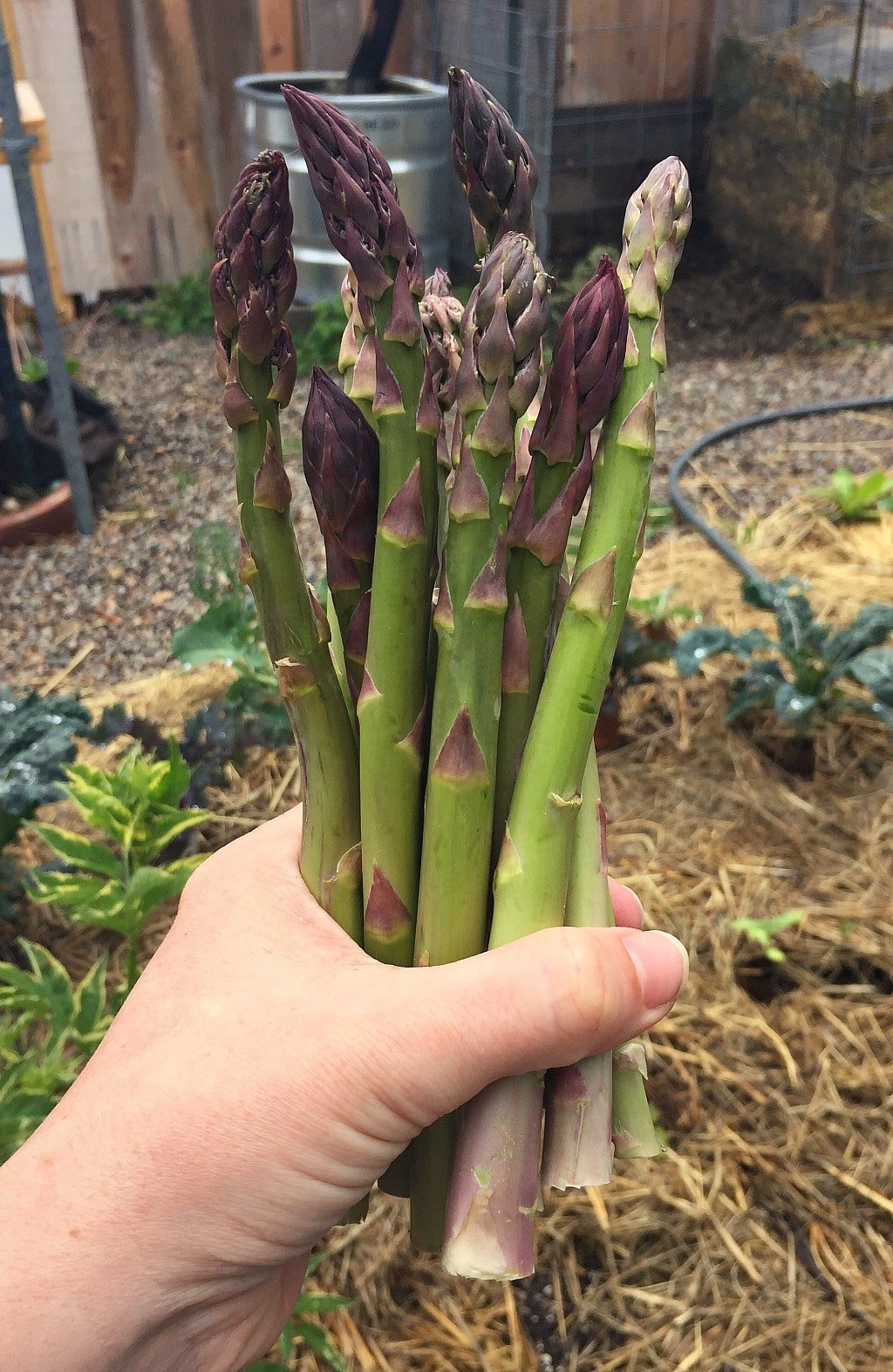 Fermented asparagus with pink berries → Fermentation Love