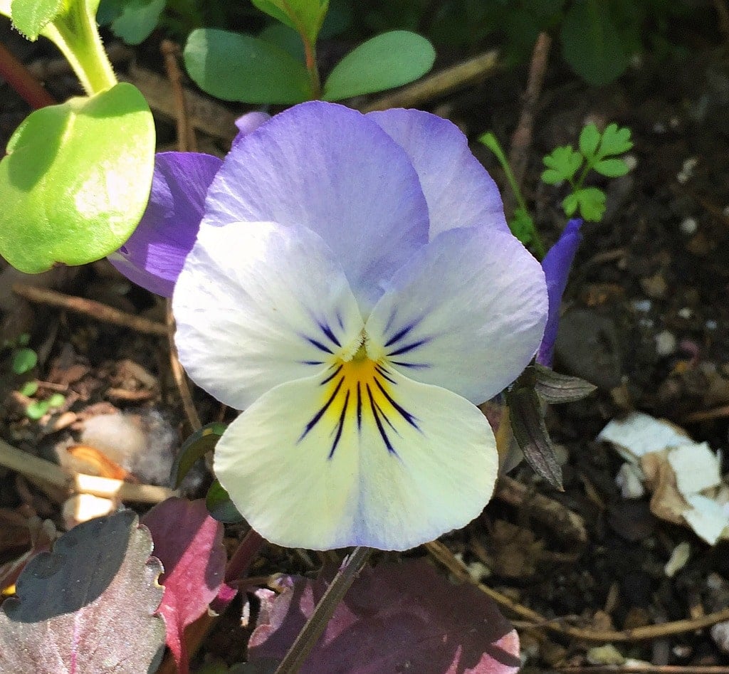 How to Grow and Use Violas + Sweet Viola Bath Soak Recipe