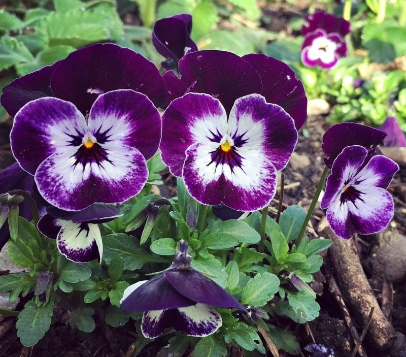 purple and white violas