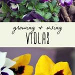 Two images of viola flowers.