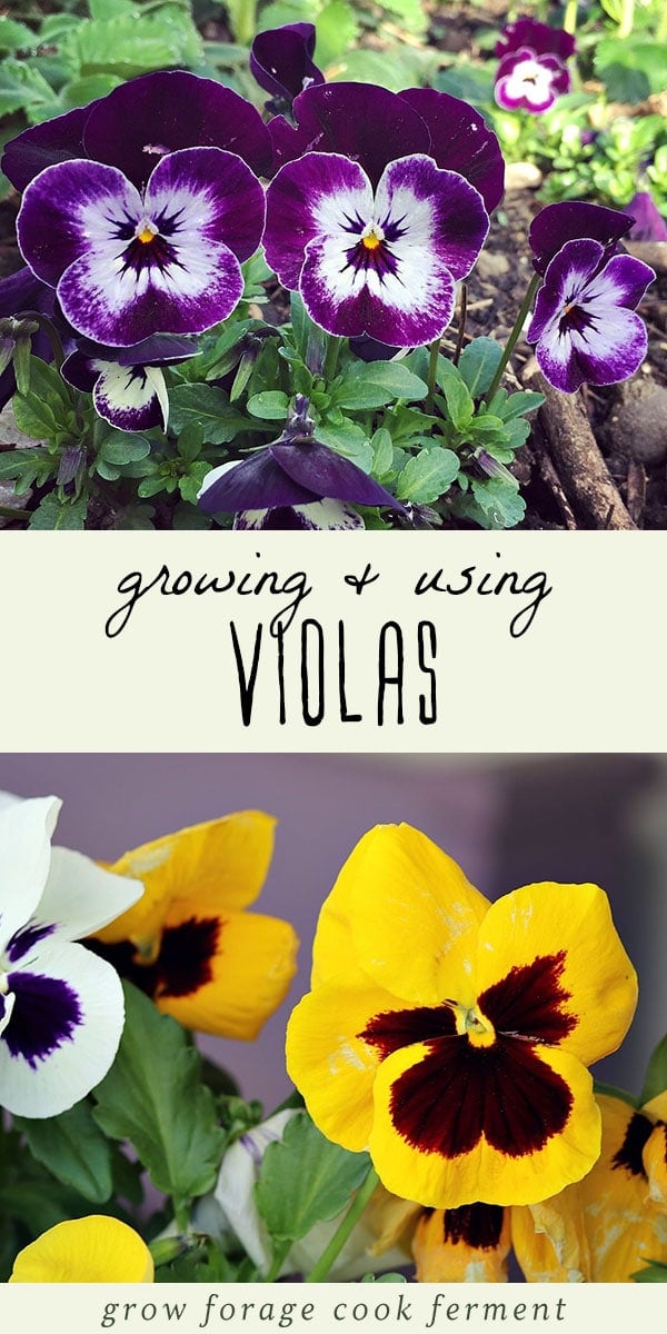 How to Grow and Use Violas + Sweet Viola Bath Soak Recipe