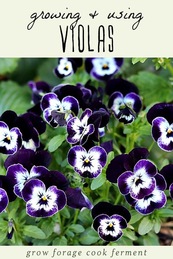 Purple viola flowers.