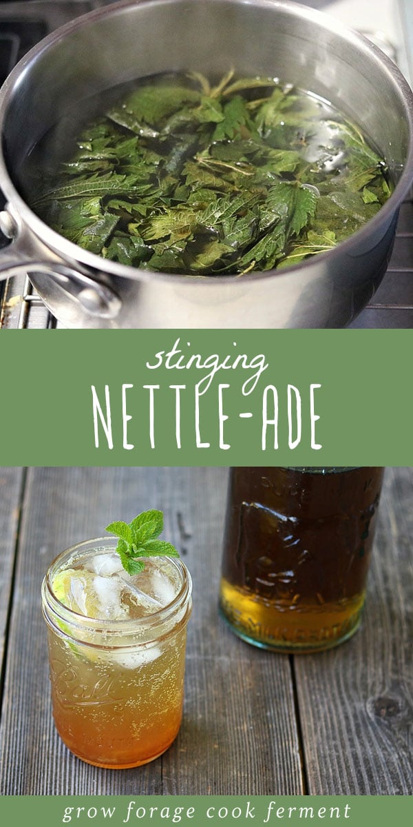Do you have foraged stinging nettle that you've dried or recently collected? Make this stinging nettle-ade! It's a refreshing sugar free lemonade recipe that's easy to make and sugar free. It's the perfect foraged drink recipe. #forage #wildcrafting