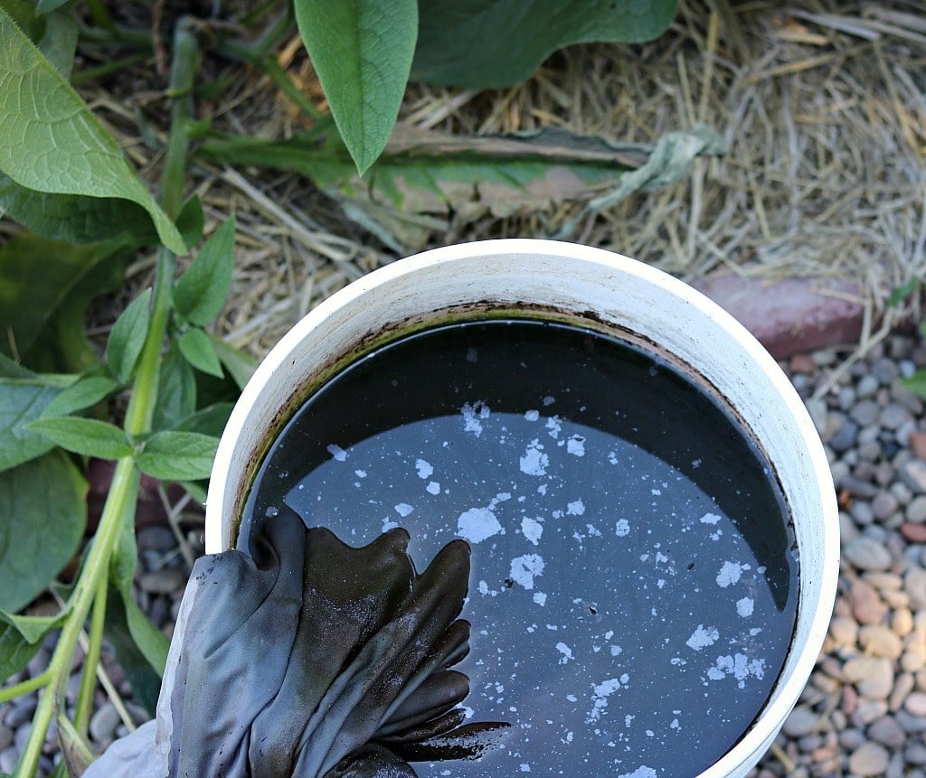 Comfrey Tea Homemade Natural Fertilizer