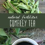 A pile of comfrey leaves, and comfrey tea natural fertilizer in a large bucket.